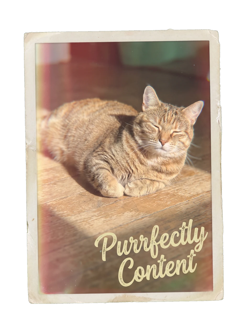 Purrfectly Content